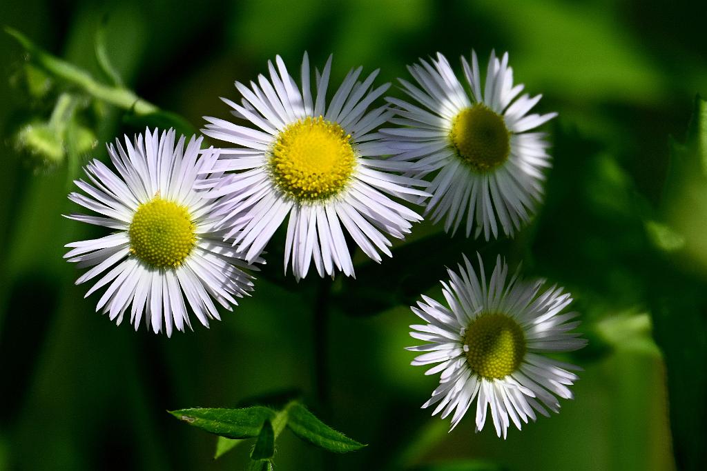 2025-06169008 Acton Arboretum, MA.JPG